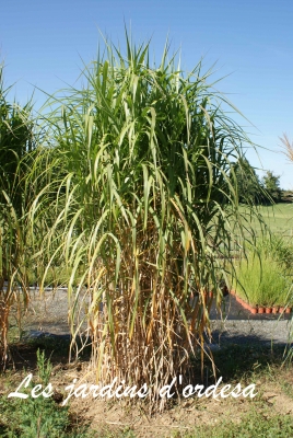 Miscanthus Gigantéus floridulus